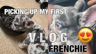 How to start breeding French Bulldogs| Picking up my first Frenchie | Becoming a breeder VLOG!