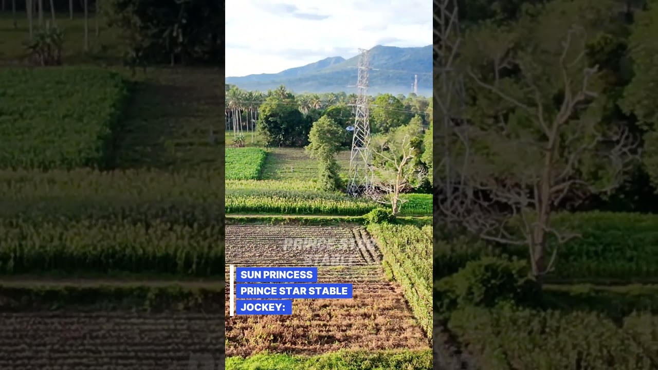 Sun Princess Pacuan Kuda Tompaso 29 November 2025 Prince Star Stable 