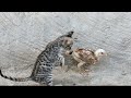 Naughty Cat 🐈 Annoying Baby Chick 🐤
