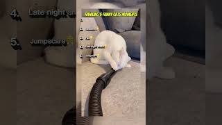 Top 5 Funny Cats Moments