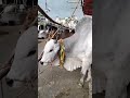 গরুটির দাম হাঁকা হয়েছে সাড়ে আট লাখ টাকা