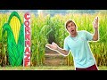 Lost In A Corn Maze!!