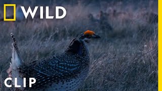 Sharptailed grouse have a dance battle in the Badlands | America's National Parks