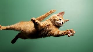 Kitten Jump Fails