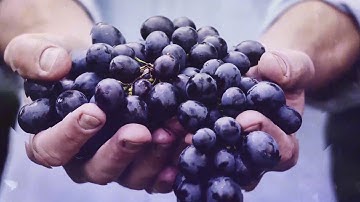 Elegant Slideshow | After Effects Project Files - Videohive template