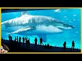 10 Megalodones Captados En Cámara - (¿Reales o Falsos?)