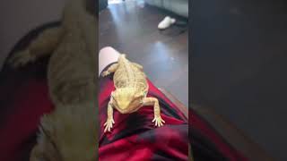 #lizard#meme just a fun little short