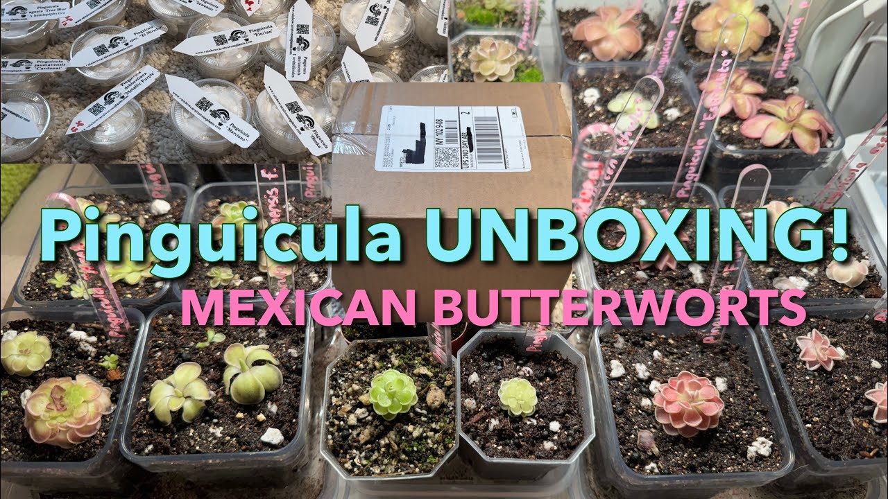 Unboxing Huge Pinguicula Package from Rainbow Carnivorous Plants! - Mexican Butterworts