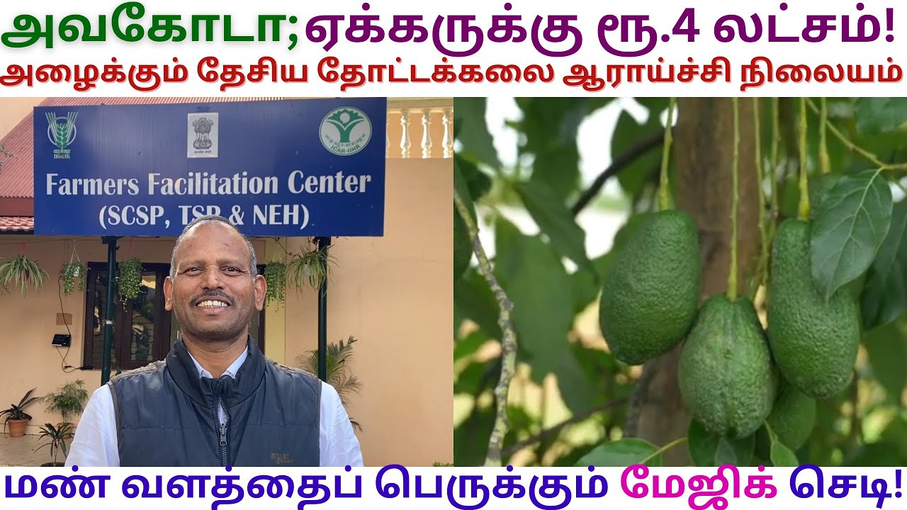 அவகோடா ஒரு மரத்தில் Rs 4000 | Dr Senthilkumar | IIHR | Avocado | Velvet Beans