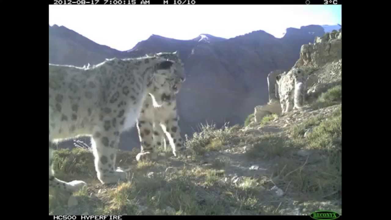 camera iphone 8 plus apk Snow Leopard Family Gathering