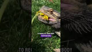 Interesting Facts About Wild Bearded Dragon #viral #trending #facts by Learn With Facts 483 views 4 months ago 1 minute, 24 seconds