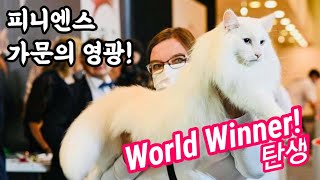 피니엔스 고양이 가문에 월드위너가 탄생했습니다