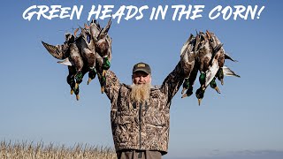 Mallards In The Flooded Corn! | Dr Duck