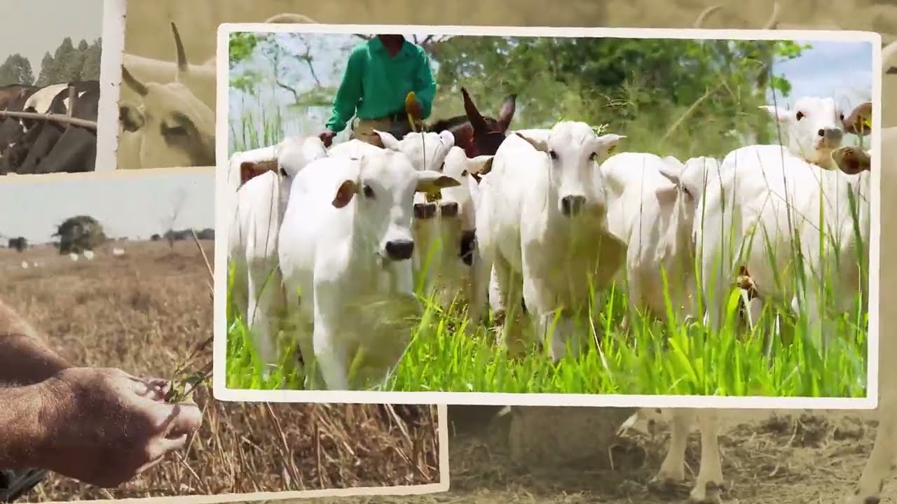 Vídeo Institucional - Milagro Agro Brasil