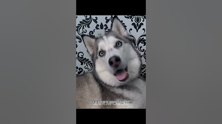 Talking Dogs 💀 | Dogs Can't Speak English