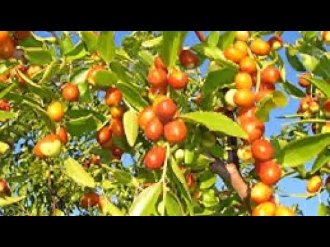 Video: Candy Crisp Care - Menumbuhkan Pohon Apel Permen Renyah Di Lanskap
