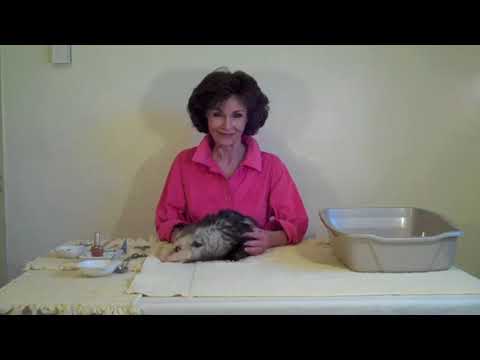 Hairy Pussy (for BEATDOWN) by Deven Green - Hairy Pussy (for BEATDOWN) by Deven Green