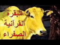 البقرة القرآنية الصفراء الأخ وحيد برنامج الدليل الحلقة 710 
