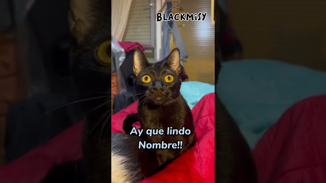 Los Mejores Videos de Gatos Chistosos 2023 #485 