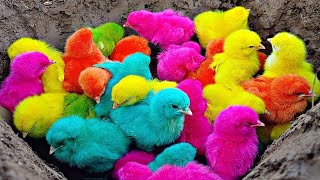 Tangkap Ayam Lucu, Ayam Warna Warni, Ayam rainbow, Ayam Pelangi, Bebek, kucing, Kelinci, 364