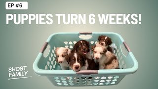 Puppies Turned 6 Weeks!   Shost VLog 6