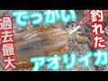 ＃２　エギング夢の島でアオリイカ対決！