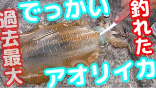 ＃２　エギング夢の島でアオリイカ対決！