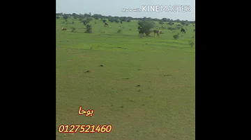 فرقة الصحوه رمال حلتنا رووووعه 