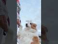 ボーダーコリーを飼う人へ、意味ないこともスキンシップに #わんだブログ #vlog #bordercollie #犬 #猫