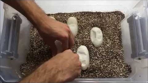 Cutting Ball Python Eggs - clutch #6 - Pewter x Pastel