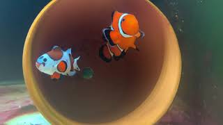November 2022 marine fish room clownfish, frag tanks, breeding, grow out more