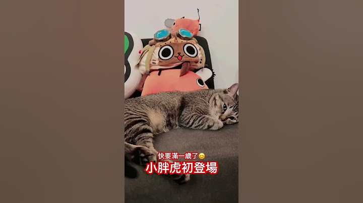 調皮搗蛋小胖胖