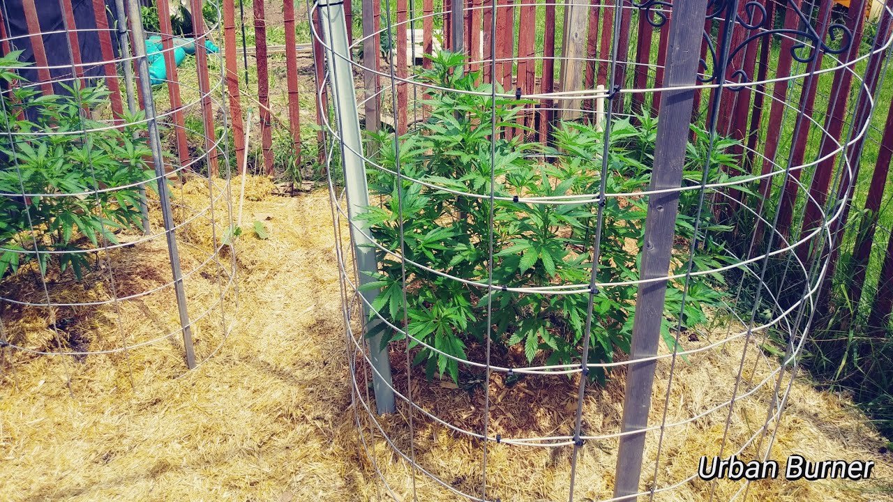21+only..Fencing for large outdoor cannabis plants