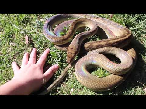 Scrub python in the sunlight