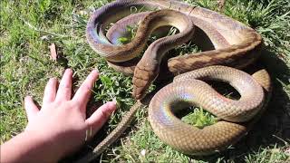 Scrub python in the sunlight