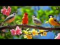 Relaxing Piano Music with Birds Singing | Natural Ambience for Peaceful Mind |Piano music with birds