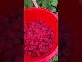 Кубанские вечера в глубинке💜 июль 2025
