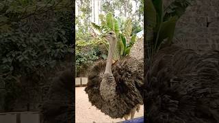 Yercaud #peekupark #travel #ostrich #yercaudtrip #love
