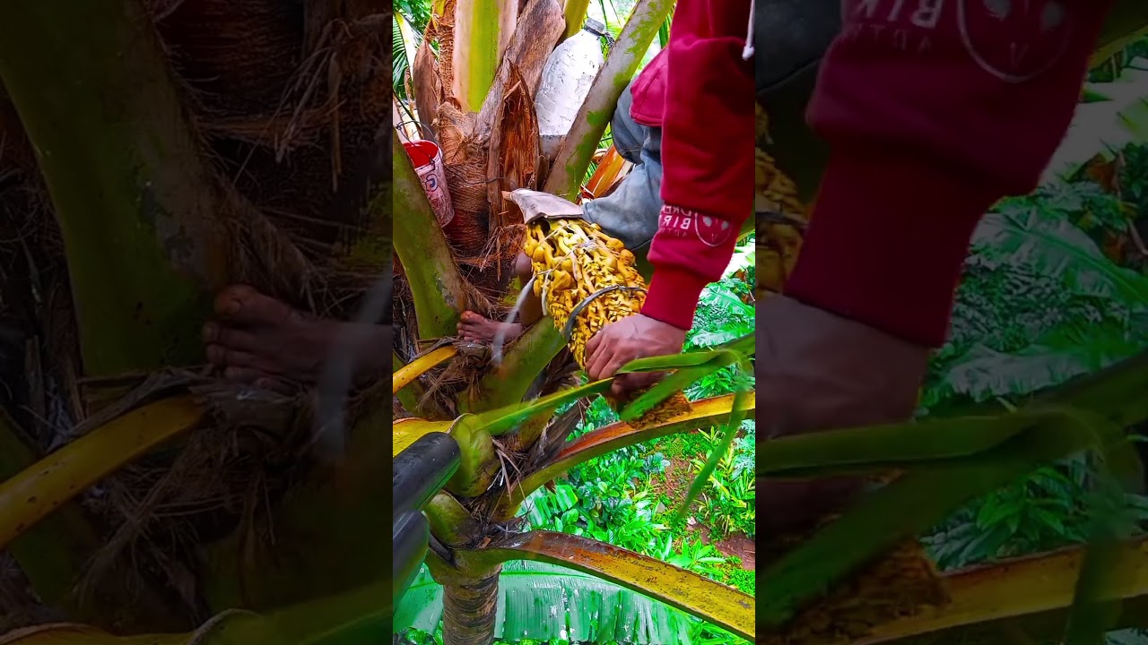 The art of cutting coconut flowers🌴🌱