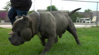 AMERICAN BULLY DOG - ABKC GR CH POKEMON