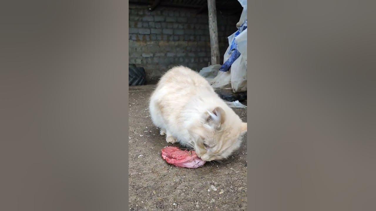 любитель мясо... #кот - YouTube