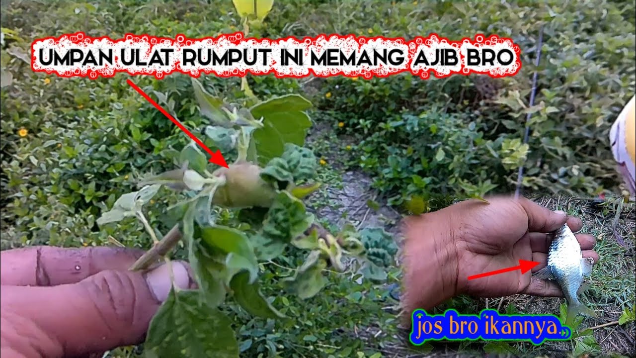 Umpan Cacing Tidak Di Senggol Ikan..Coba Umpan Ulat Rumput Ini Di Jamin ...