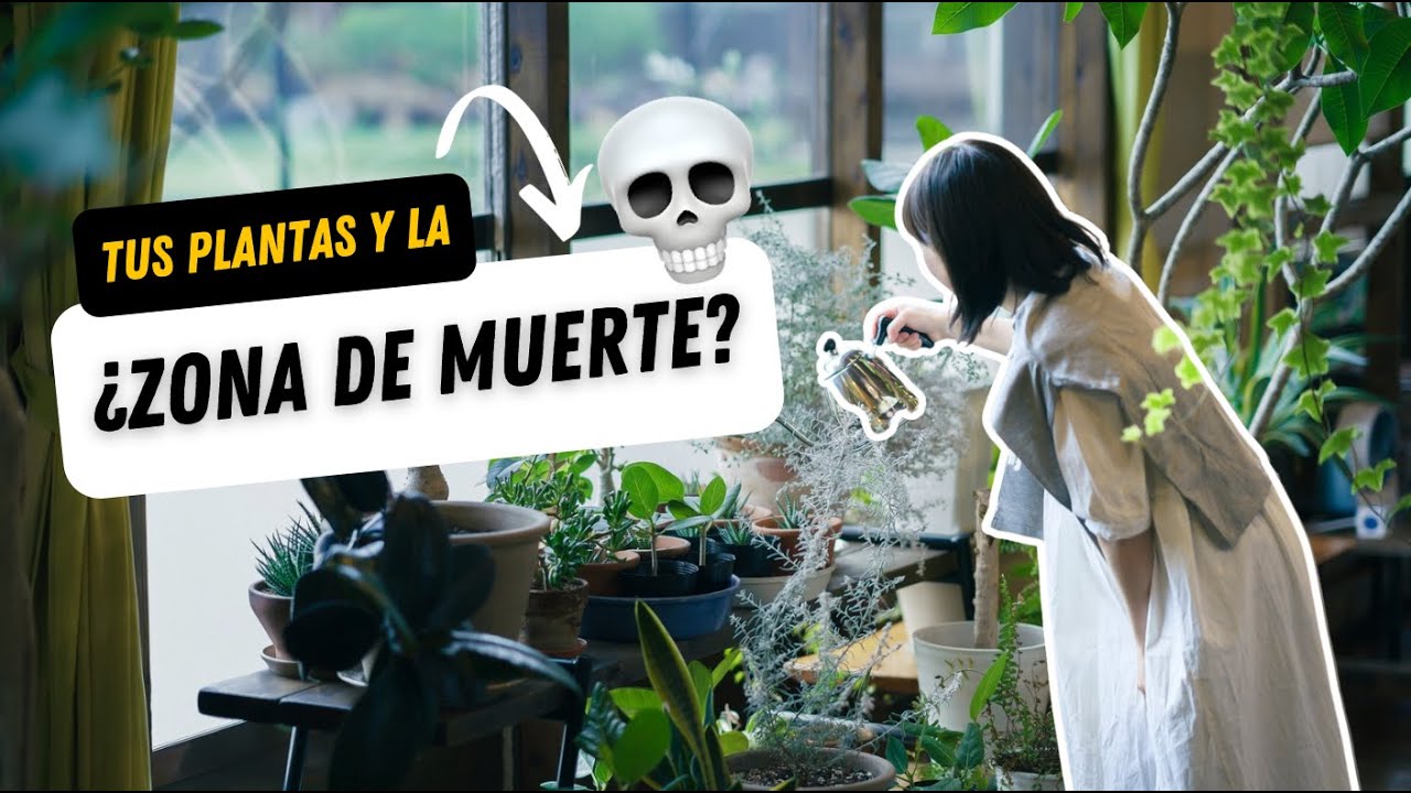 La regla de los 2 metros: El SECRETO para que tus plantas no mueran en casa