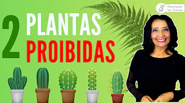 É bom ter cactos?