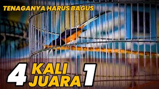 INI UNTUK MENINGKATKAN DAN MENJAGA  TENAGA MURAI BATU KUAT MAIN DURASI DAN BERKALI-KALI