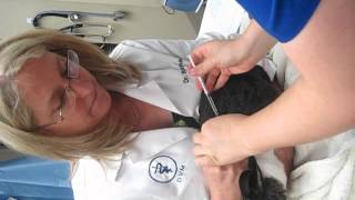Rabbit Subcutaneous Injection