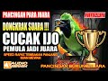 100 % CUCAK IJO JADI GACOR MENDENGAR SUARA PANCINGAN INI,,BUKTIKAN!!!