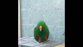 Кореллы птенцы купить, продам 89150462814 Кореллы птенцы купить, продам 89150462814