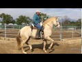 Zingaro PM Andalusian PRE Perlino Stallion Baile | Rancho Rivera