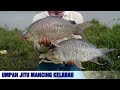 7 Umpan Mancing Ikan Kelabau Paling Ampuh